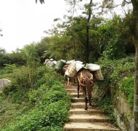 长治山区马帮运输