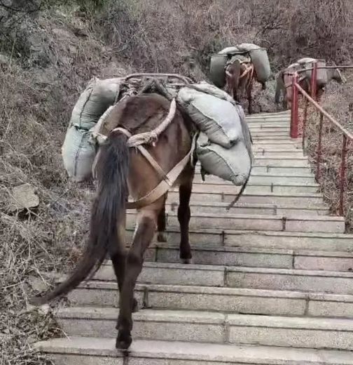 长治骡马运输