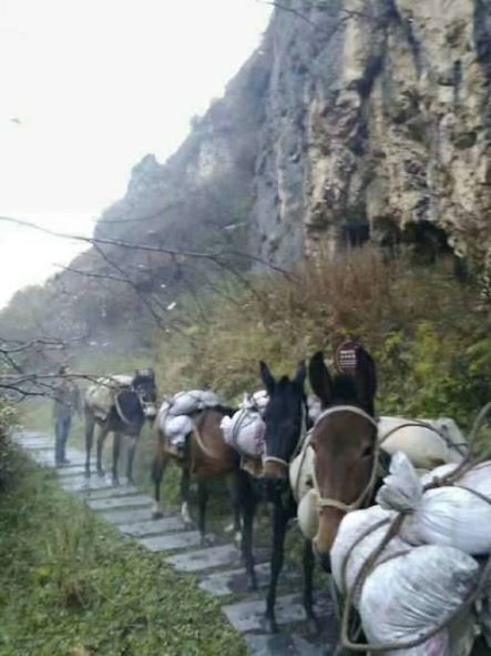 长治骡子运输队